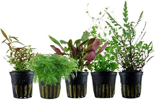 AquaOne Aquarium Pflanzen I 5X Wasserpflanzen I Mittelgrund Aquarienpflanzen I Hottonia Lobelia Limnophila Hydrocotyle Hygrophila I Set mit 5 Mittelgrundpflanzen
