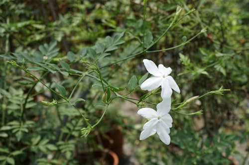 Pianta di Gelsomino siciliano (Jasminum grandiflorum), vaso 16 Cm - Arbusto rampicante
