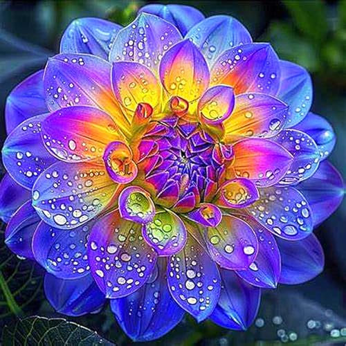 Dahlienzwiebel,Eine Zwiebelpflanze Mit ，Winterhart Mehrjährig,GroßEn BlüTen, Dahlien-Pompons,Langer BlüTezeit,Leuchtend Und Attraktiv, Dahlien Knollen Winterhart-2zwiebeln-H