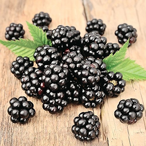 Potted BlackBerry Fruit Bush Hardy Garden Plant for Outdoors & Kitchen Gardens, Producing Edible Black Fruits in Summer, 1 x BlackBerry Loch Ness Plant in a 9cm Pot by Thompson & Morgan