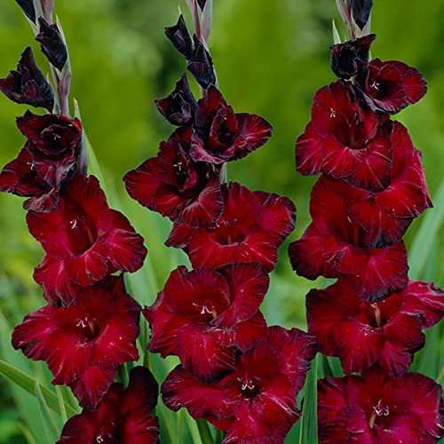 schone Gladiolus Large Flowering – Frilly Blooms – Perennial – Summer Flowering Bulbs – for Your Beautiful Garden (10 x Gladiolus Large Flowering Oscar), Red