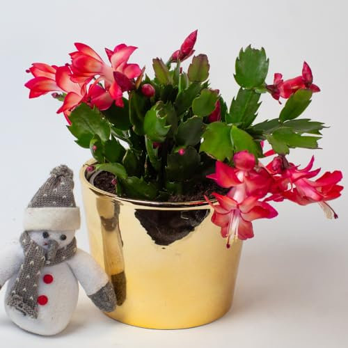 Christmas Cactus | Schlumberger | Houseplant | 13cm Pot (Red)