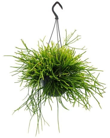 Moderne Kakteen-Ampel mit toller Blattstruktur Rhipsalis pulchra 15cm Topf