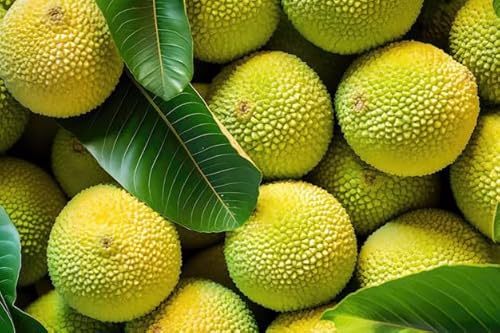 15 graines de fruit à pain