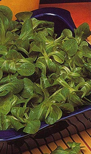 350 Seeds of Vegetable Lambs Lettuce Favor