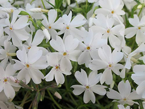 Creeping Phlox Subulata 'White Delight’ Perennial Plug Plants Pack x6