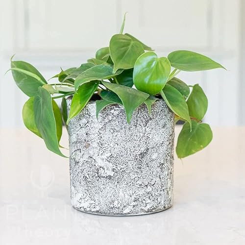 Plant Theory 15cm Philodendron Scandens Sweetheart Plant HeartLeaf Indoor Plant 12cm Pot