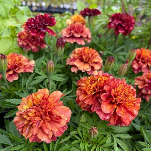 Semi di calendula - biologici Tagetes patula - semi di selvatici da giardino di vecchie varietà 300pcs