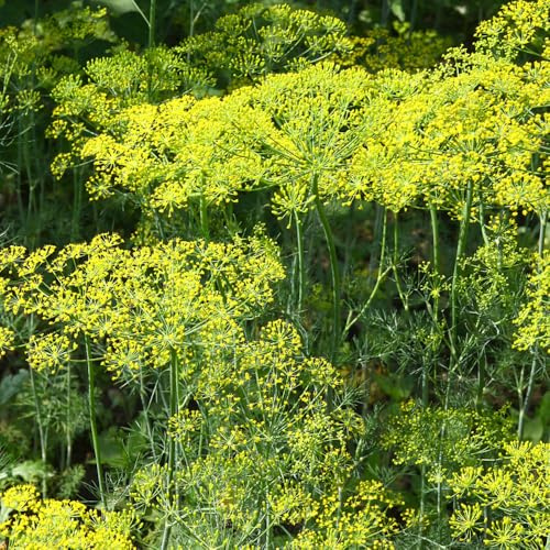 semi di aneto varietà antiche raro giardino interno esotiche 500pcs