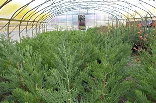 1st. Mammutbaum 40-60cm im Topf Sequoiadendron giganteum Riesenmammutbaum Idealer Solitärbaum