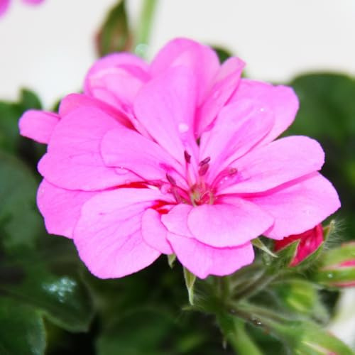 Pelargonium peltatum Lot de 6 plantes de géraniums à suspendre Violet clair 12 cm