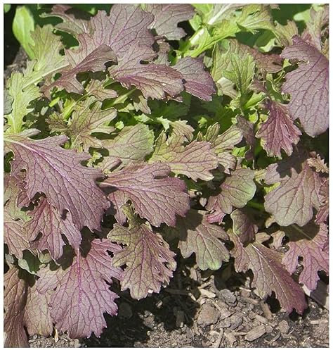 PREMIER SEEDS DIRECT Mustard RED Dragon 3 GRAM ~ 2700 Seeds - Ideal MICROGREEN