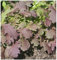 PREMIER SEEDS DIRECT Mustard RED Dragon 3 GRAM ~ 2700 Seeds - Ideal MICROGREEN