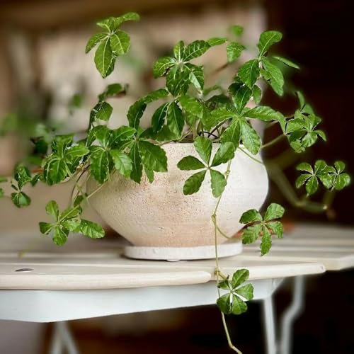 150 Pcs Wilder Wein Kletterpflanze Samen - Winterharte Pflanzen Für Balkon Creeper Jungfernrebe Samen, Gartenpflanzen Winterhart Mehrjährig Bonsai Samen, Winterharte Kübelpflanzen