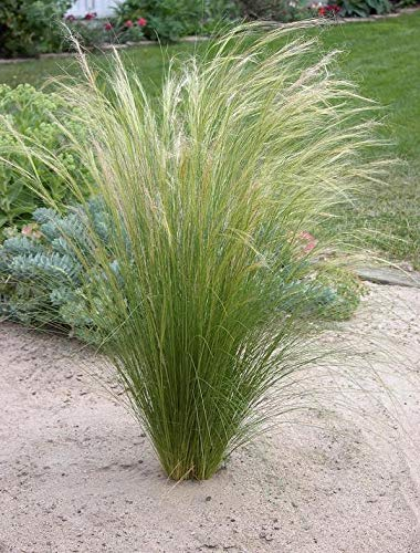 Stauden Gänge 3 x Stipa tenuissima 'Pony Tails' im 1 Liter Topf (Ziergras/Gräser/Winterhart/Mehrjährig/Staude/Stauden) Federgras - Leichtigkeit und Eleganz in jedem Garten