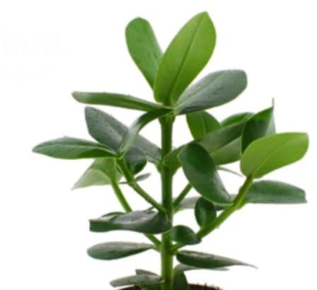 Planta natural de interior Clusia Rosea, 30 cm. Árbol de la felicidad, Autógrafo. Arbusto tropical de hojas grandes y gruesas. Segura Garden.