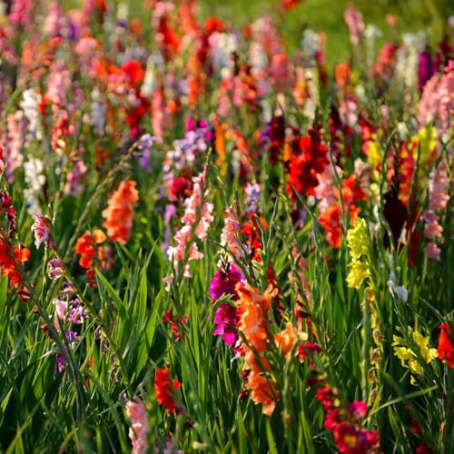 bulbi di gladioli - da giardino rocce resistenti in resistenti all'aperto per giardino - serie rare copertura del suolo balcone ufficio 12pcs