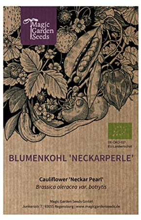 Chou-fleur 'Neckarperle' (Brassica oleracea var. botrytis) 50 graines bio Chou italien Chou-fleur Chou à fromage