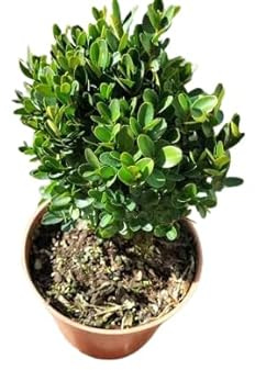 Buxus Arbusto de Exterior Planta Ideal para Crear Cercados y de Fácil Mantenimiento