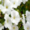 100 semi freschi di petunia bianca