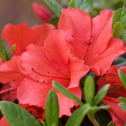 Pianta vera di Azalea Encore Sunset - Diametro Vaso Ø 19 cm