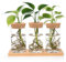 Yesaler Stations de Propagation de Plantes Vases Hydroponiques avec Socle et Bouchons en Bois pour pour Plantes Aquatiques ou Fleurs 3 Pièces