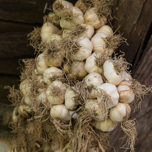 semillas de ajo variedades de antiguas ajo invierno extraño jardín del balcón balcón invernadero verdes regalos sostenibles invierno 250pcs