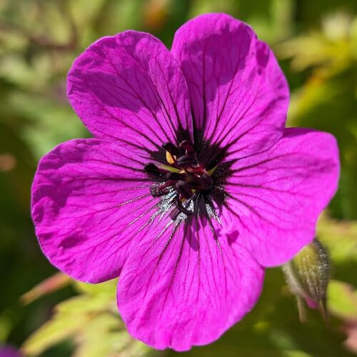 Plant World Seeds - Geranium Psilostemon Seeds (Perennial Flower Seeds)