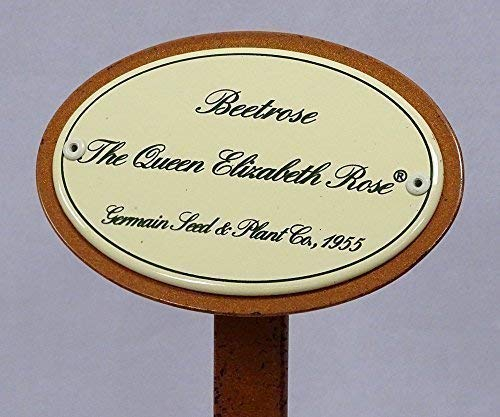 linoows Rosenschild Emaille, Beetrose The Queen Elizabeth Rose, Germain Seed 1955