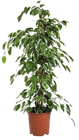 Faxiflora Pianta di Ficus Benjamin