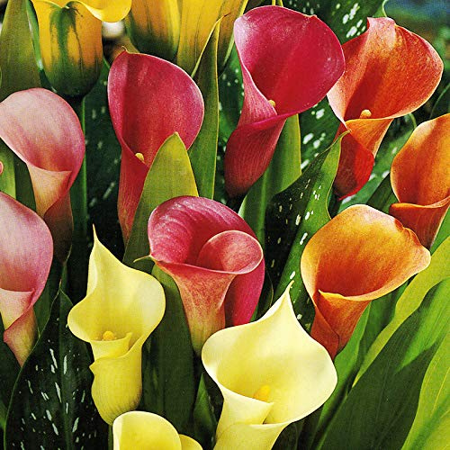 Hybrid Calla Lilies Mixed Flower Bulbs Value Bag - 5 Lily Bulbs per Pack - Attracts Butterflies and Hummingbirds - Deer Resistant - Good as Cut Flowers - Grows Well in Containers - Perennializing