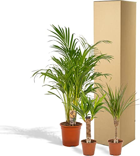 Palmera de Interior, Yucca Elephantipes y Dracaena Marginata Set Plantas Interior +100cm