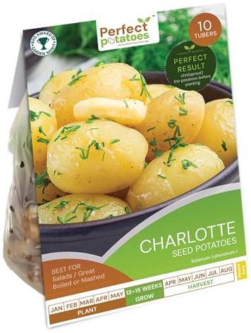 Perfect Charlotte Seed Potatoes – 10 Tubers for Planting, Easy to Grow, Great for Roasting, Mashed, and Salads – Fresh, Healthy, and Disease-Free