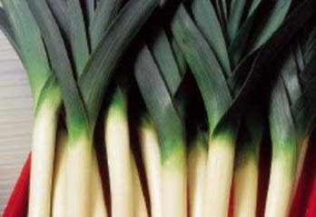 300 x Leek Porree Teal Winter Farinto Vegetable Plants Seeds K522 Seeds Plants Shop Seed Bench Pullingen Patrik Ipsa