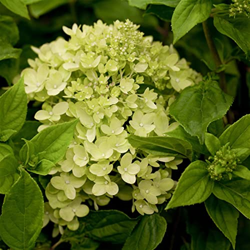Zwerg-Rispenhortensie, Hydrangea paniculata 'Little Lime'®, im 5 Liter Topf