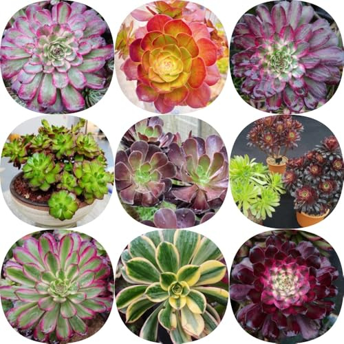 Semillas de Aeonium arboreum - reales exóticas decorativas jardín de productos sostenibles interior decoración sala estar jardín rocas 80pcs