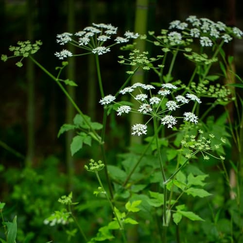 semi di levistico, resistenti per giardini rocciosi da balcone raro giardino aromatiche vecchie varietà medicinali per gli amanti del giardino 180pcs