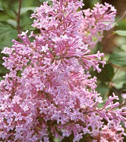 Lilas de Chine 'Josée' – Syringa 'Josée' 40-60 cm pot | Petit lilas remontant, fleurs roses parfumées, parfait terrasse & massif