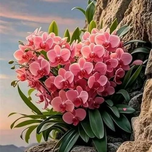 Bulbos de Orquídea Cymbidium -Elegantes y Duraderas- Porte Grácil y Armónico-Ideal para Interior y Exterior-5 Bulbos-C