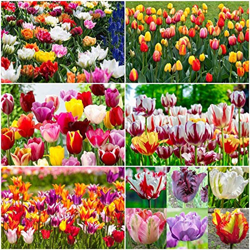 Portal Cool 100: Tulipano 'varietà miste' Tulip Bulbi fioritura primaverile Bulbi Piante Perenni
