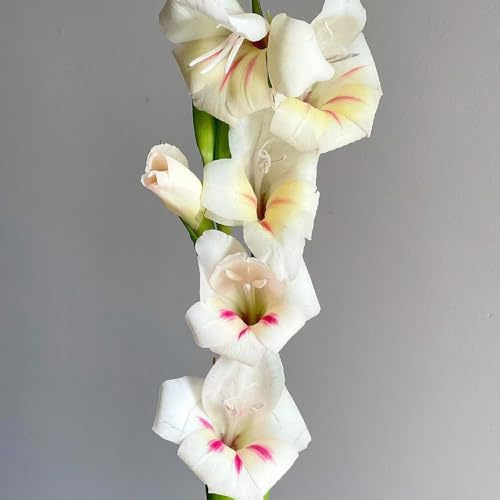 gladiolenzwiebeln winterhart mehrjährig - garten zimmerpflanze 6pcs