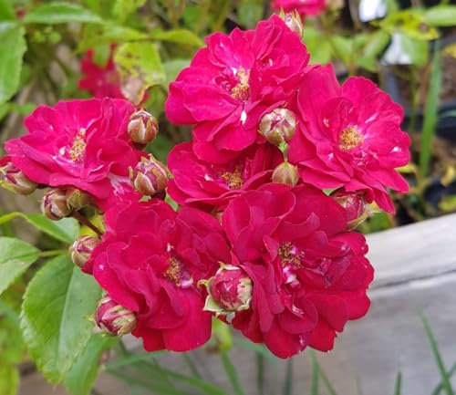 Rosa FAIRY DANCE 'Harward' / Rosier Couvre-sol FAIRY DANCE 'Harward' / Godet