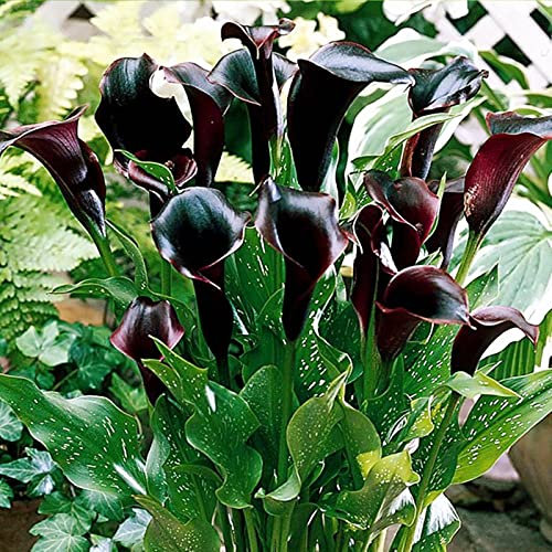 Calla-Zwiebeln/Fleißige, mehrjährige Pflanze/Geeignet zum Anpflanzen im Innen- und Außenbereich des Gartens/Calla-Pflanzen/Schöne Schnittblume-8 zwiebeln-B