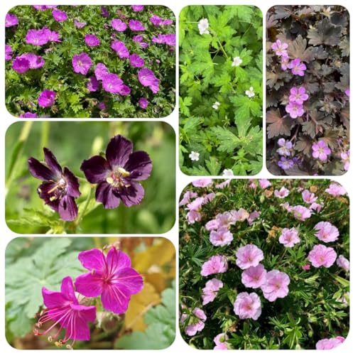 semi di geranio resistenti - decorative giardino interno 500pcs