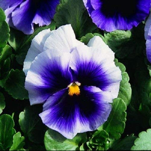 50 semi di viola del pensiero Gesichter Beaconsfield Blumensamen Beaconsfield