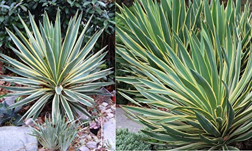 Yucca Seeds | Gloriosa Variegata | Spanish Dagger | 20+ Seeds