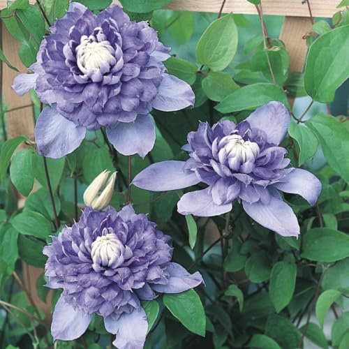 Clématite Blue LIGHT C 3 Litres