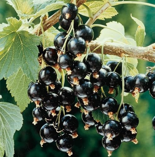1 Black Currant Plant Live for Planting, Black Currant Bush 1 Year Bare Root, Black Current Berries Ready to Grow