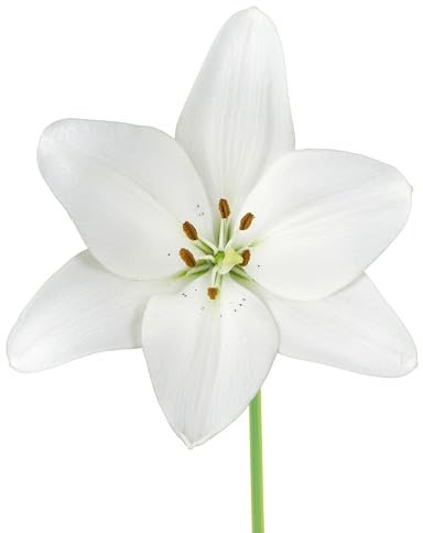 Bulbes de Lys 12 x 'Snowdon' - The Bulb Farmers - Printemps - Cultivé aux Pays-Bas -Bulbes de Lys -Bulbes à fleurs