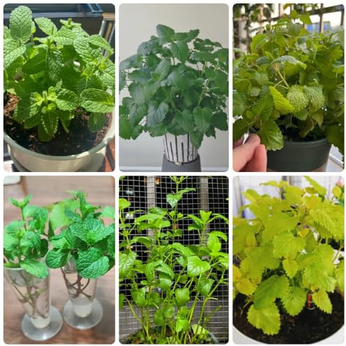 Semi di melissa - giardino sul balcone Melissa officinale - resistenti semi di esotiche 100pcs